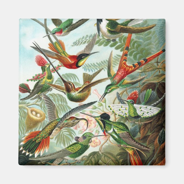 Trochilidae Hummingbirds, Ernst Haeckel Magnet (Vorne)