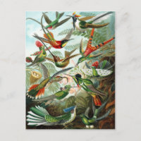 Trochilidae Hummingbirds, Ernst Haeckel