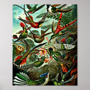 Trochilidae - Hummingbirds Poster