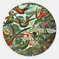 Trochilidae - Hummingbirds