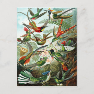 Trochilidae Kolibris, Ernst Haeckel Postkarte
