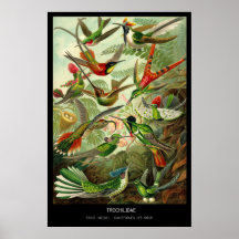 Trochilidae - Platte 99 - Kunstformen der Natur