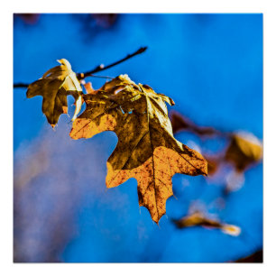 Trockenes Eichenblatt - Der Frühling ist noch weit Poster