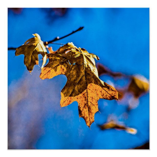 Trockenes Eichenblatt - Der Frühling ist noch weit Poster (Vorderseite)