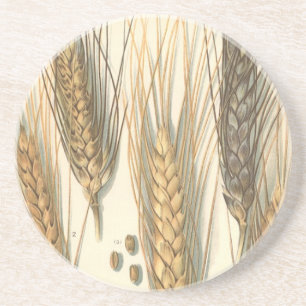 Trockenheitsresistente Weizenpflanze, Vintage-Land Getränkeuntersetzer