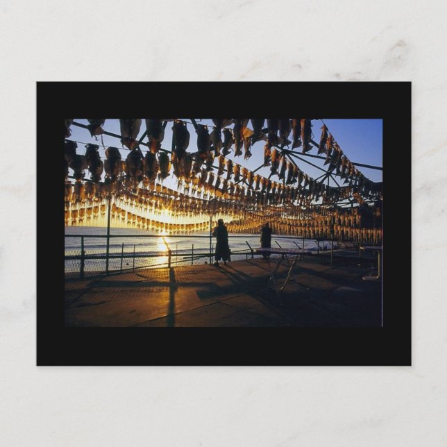 TrockenTintenfisch Postkarte (Vorderseite)