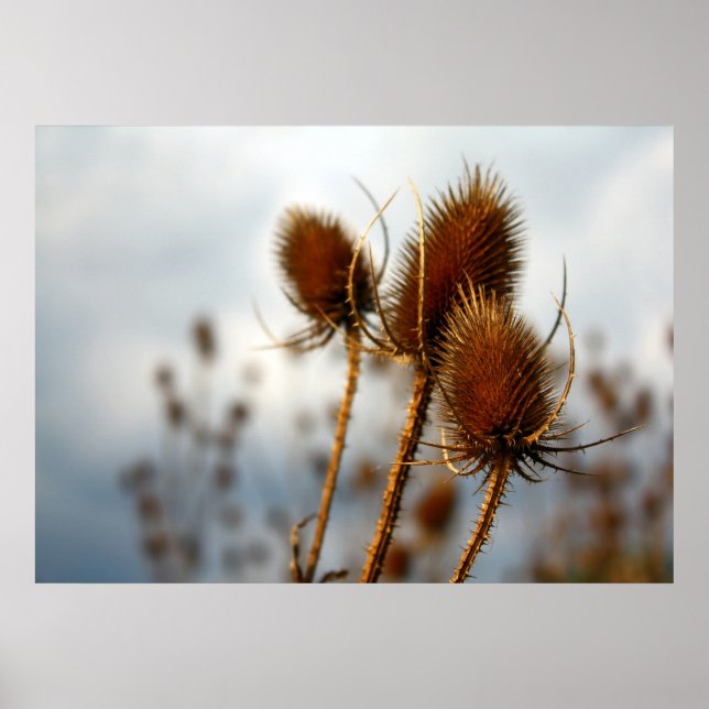 Trockentülsen Poster (Vorne)