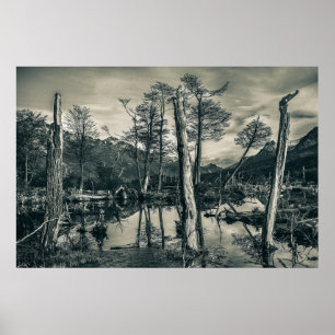 Trockenwaldlandschaft, Tierra del Fuego, Argentini Poster