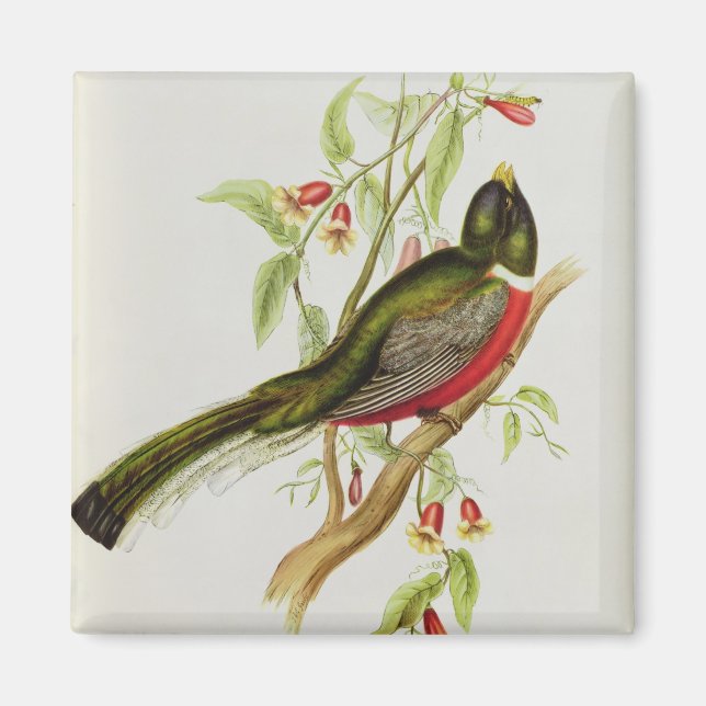 Trogon Ambiguus Magnet (Vorne)