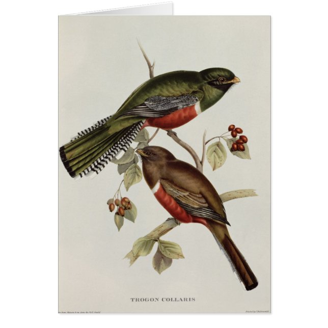 Trogon Collaris (Vorne)