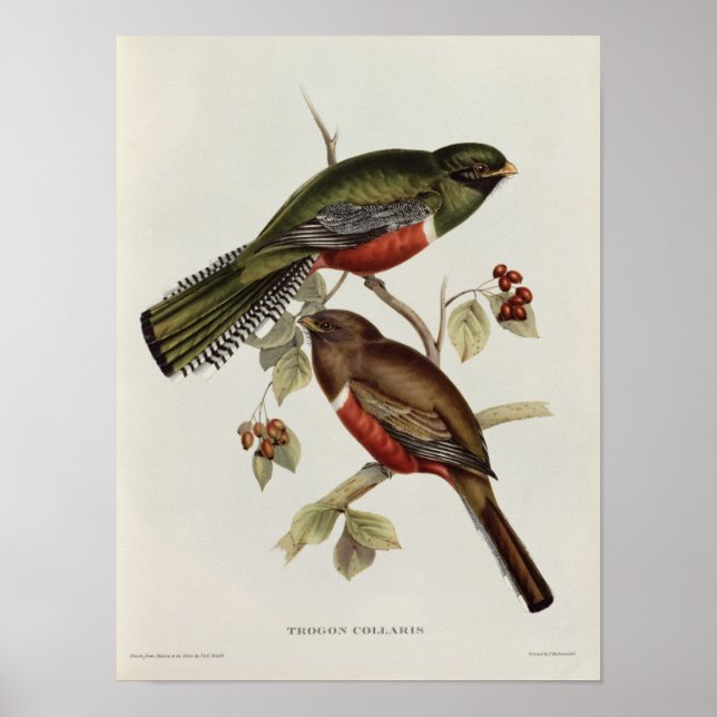 Trogon Collaris Poster (Vorne)