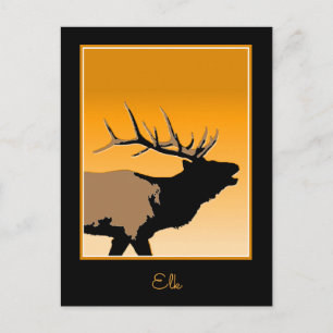 Trompetender Bullenelk bei Sonnenuntergang Origina Postkarte