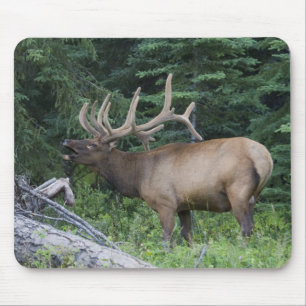 Trompetender Elch im Banff-Nationalpark, Kanada. Mousepad