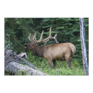 Trompetender Wapiti im Banff-Nationalpark, Kanada. Fotodruck