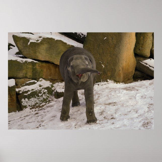 TrompetenElefanten im Schnee Poster (Vorne)