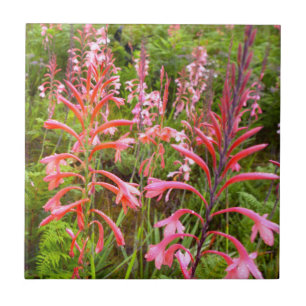 Trompetenlilie (Watsonia) Blume, Ostkap Fliese