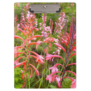 Trompetenlilie (Watsonia) Blume, Ostkap Klemmbrett