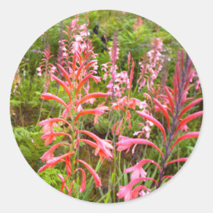 Trompetenlilie (Watsonia) Blume, Ostkap Runder Aufkleber