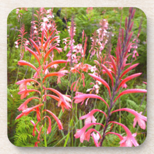 Trompetenlilie (Watsonia) Blume, Ostkap Untersetzer