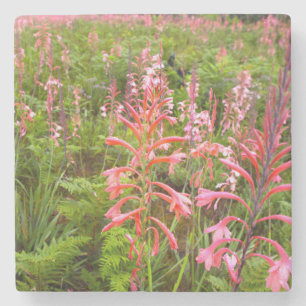 Trompetenlilien- (Watsonia) Blume, Ostkap Steinuntersetzer