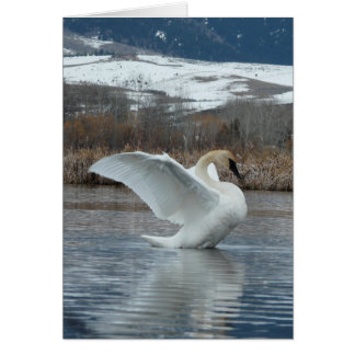Trompeters-Schwan 2
