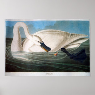 Trompeters-Schwan, John James Audubon Poster