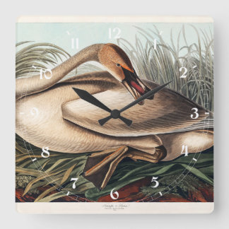 Trompeterschwan von John James Audubon Quadratische Wanduhr