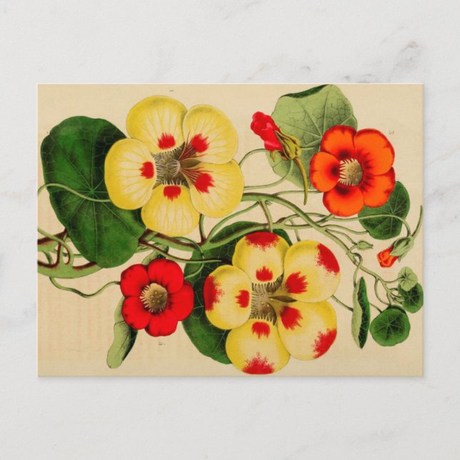 "Tropacalum" Zinnia Vintage Skizze Postkarte (Vorderseite)