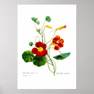 Tropaeolum majus (Kapuzinerkäse) Poster