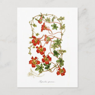 Tropäolum speciosum postkarte