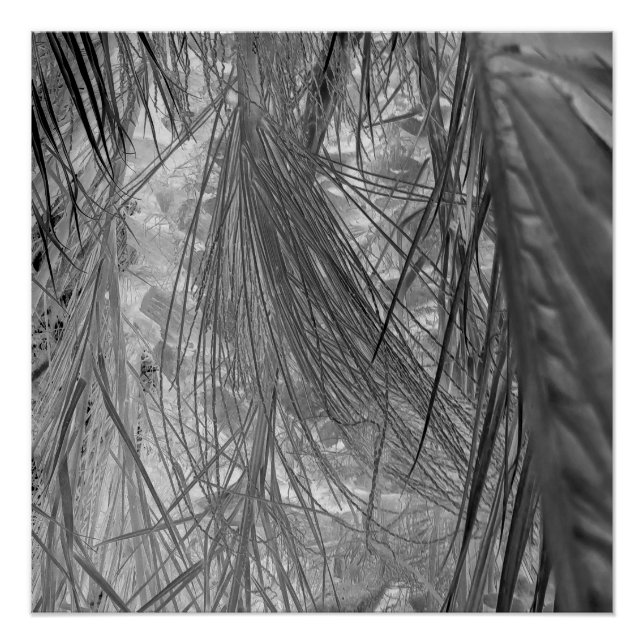 Tropenflüster Poster (Vorderseite)