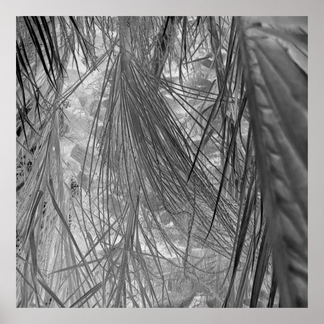 Tropenflüster Poster (Vorne)