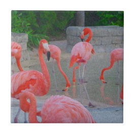 Tropenrosa Flamingos Wasserfarbe Fliese