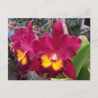 Tropenrosa Fuschia-Cattleya-Orchideen-Blume Postkarte