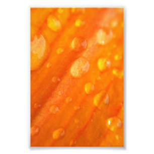 Tropfen auf heller orange Blume Fotodruck