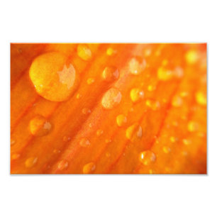 Tropfen auf heller orange Blume Fotodruck