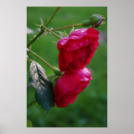 Tropfen des Regens Poster