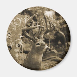 Trophy Deer Magnet
