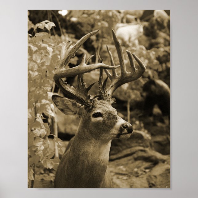 Trophy Deer Poster (Vorne)