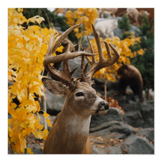 Trophy Deer Poster (Vorderseite)