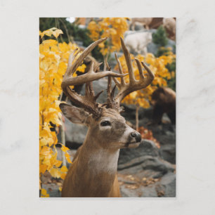 Trophy Deer Postkarte