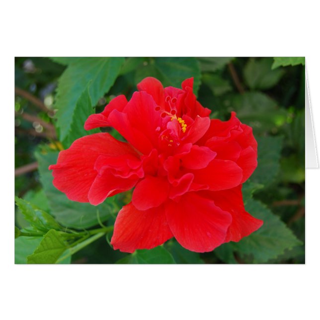 Tropi-Red (Vorderseite (Horizontal))