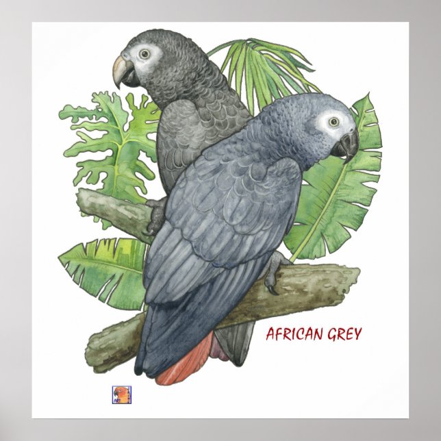 Tropical African Grays Print Poster (Vorne)
