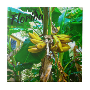 Tropical Banana Palm Tree St Augustine Florida Fliese