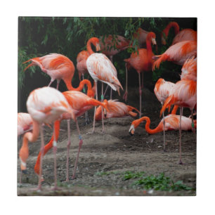 Tropical Beach Birds Destination Flamingos Fliese