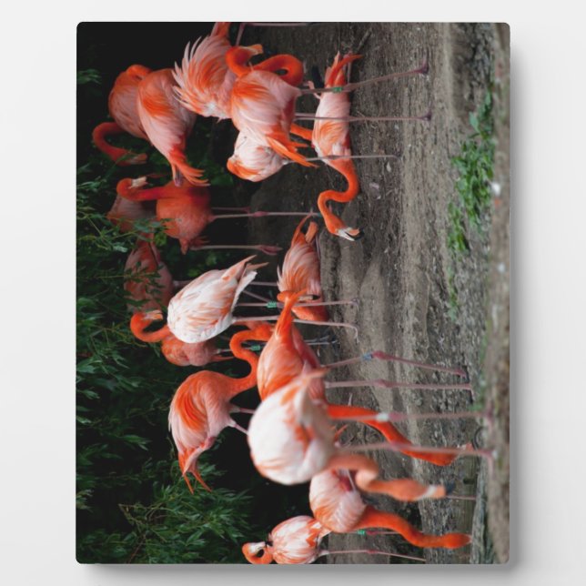 Tropical Beach Birds Destination Flamingos Fotoplatte (Vorderseite)