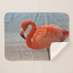 Tropical Beaches   Caribbean Flamingo, Aruba Sherpadecke