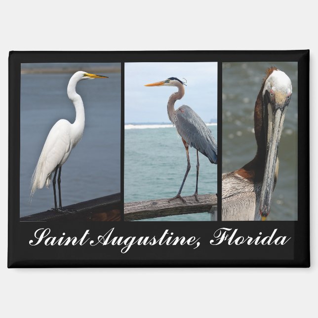 Tropical Birds St. Augustine, Florida Magnet (Vorderseite)