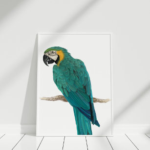 Tropical Blue Macaw Illustration Poster