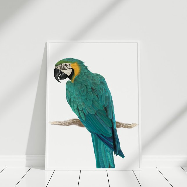 Tropical Blue Macaw Illustration Poster (Tropical Blue Macaw Illustration Poster in white frame on white wooden floor.)